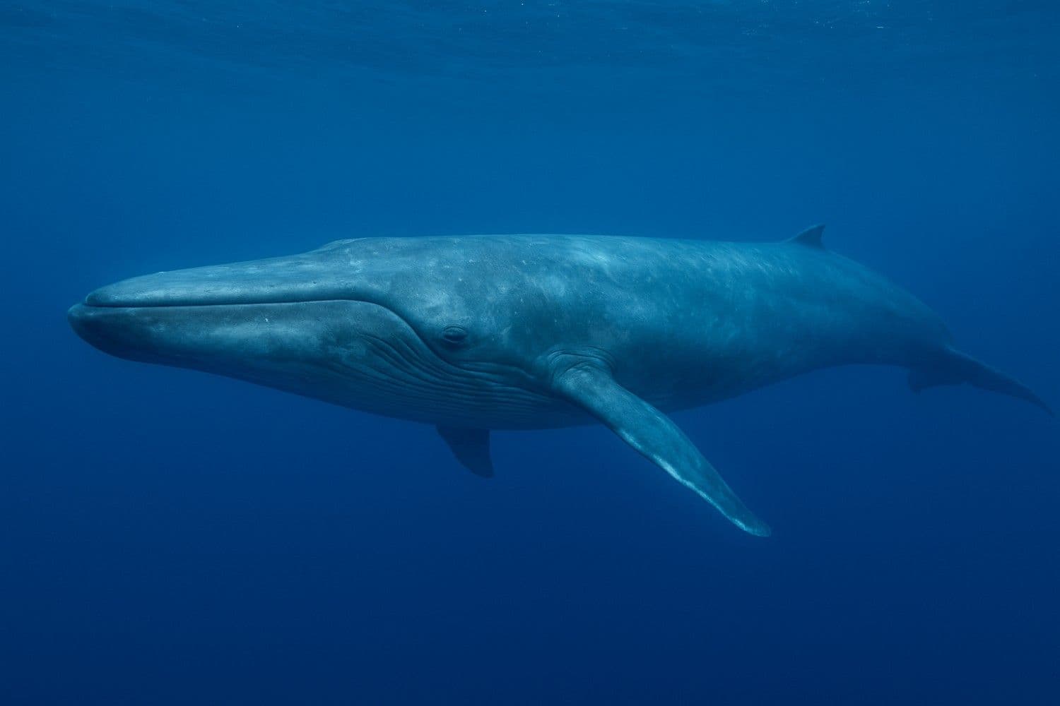 Blue Whale Anatomy