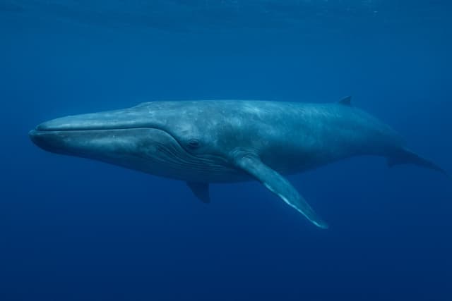 Blue Whale Anatomy